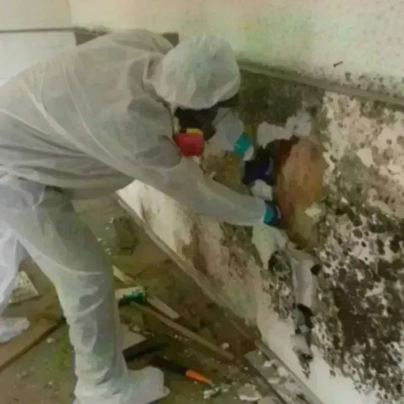 Mold Remediation and Removal in Fairfax, VA